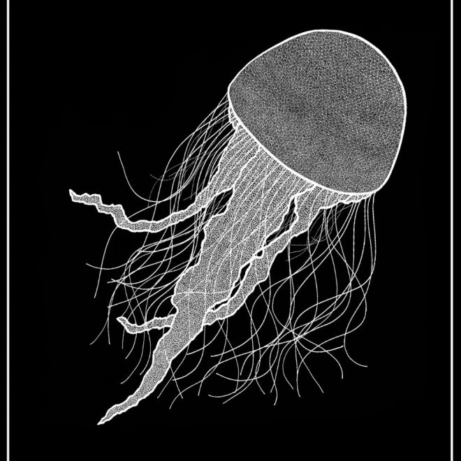 JellyFish.Final