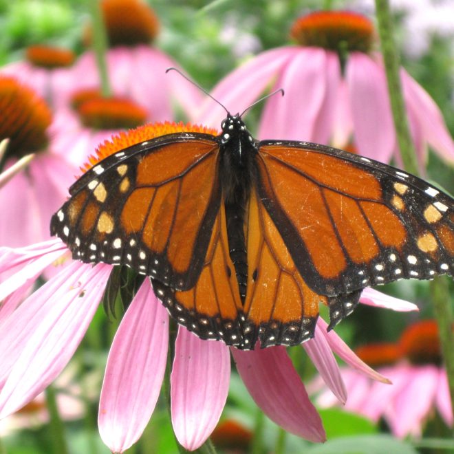 Thomas Russell- Monarch on Echinacea