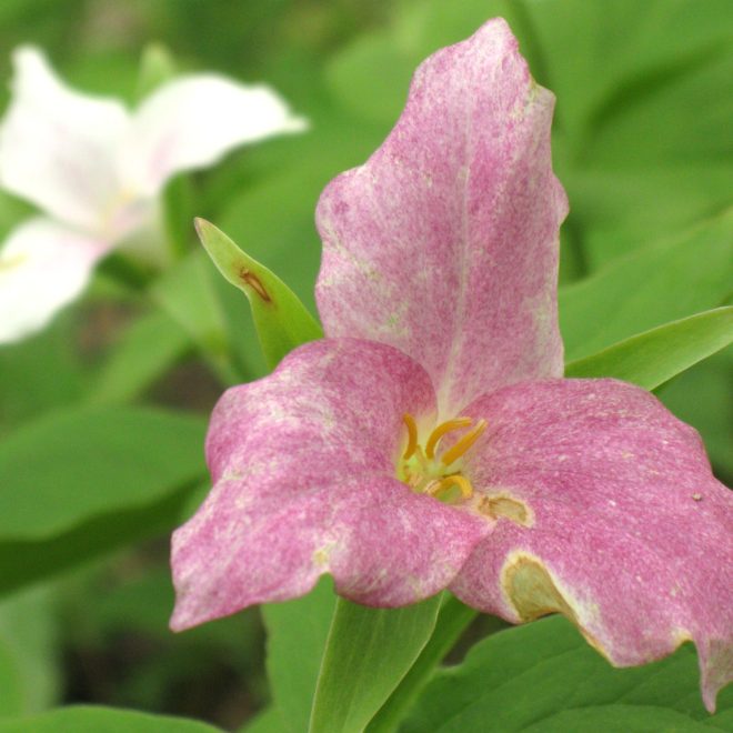 Thomas Russell- Trillium, Linne Woods, Morton Grove, Illinois